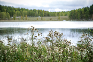 landscape with lake