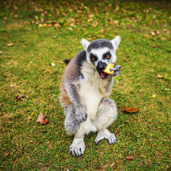Lemur in wild at tropical park.