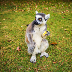 Lemur in wild at tropical park.
