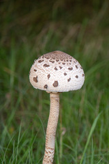 grzyb jadalny rzadko spotykany, na łące - czubajka kania © Grafik-Komputerowy