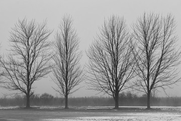 A line of trees in a field on a foggy day