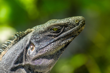 Iguane mexicain