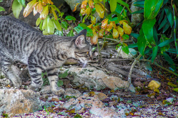 Chat mexicain en chasse