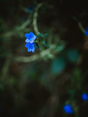 Lush blue flowers background