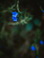 Lush blue flowers background