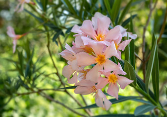 Oleander or Nerium oleander shrub plant with fully open blooming light pink flowers green and leaves on a warm sunny summer day