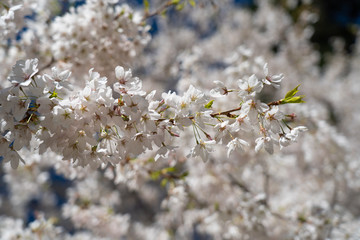 Cherry Tree Blooms
