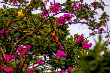 Oiseau orange et fleurs roses