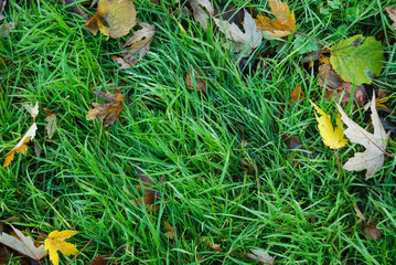 Grass with leaves