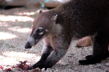 Coati mexicain