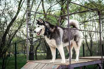 A husky dog on a training ground. Russia, Moscow.