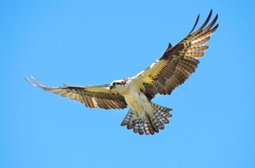 Beautiful Osprey with Outstretched Wings Flying in a Bright Blue Sky