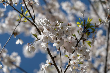 Cherry Tree Blossom IV