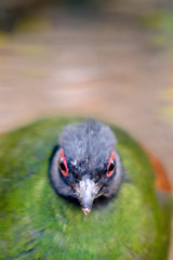 Beautiful green bird from a tropical forest.