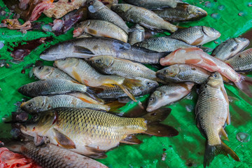 Freshly cought Fish on a Market