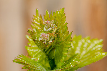 New shoot of a grapevine. New life in spring. Springtime in vineyard.