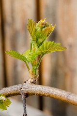New shoot of a grapevine. New life in spring. Springtime in vineyard.