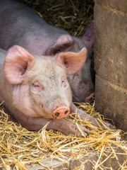 Pigs sleeping in a barn