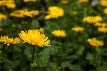 Doronicum orientale (Leopard's Bane) - spring flower like a yellow daisy, beautiful background. Sunflower family (Asteraceae)