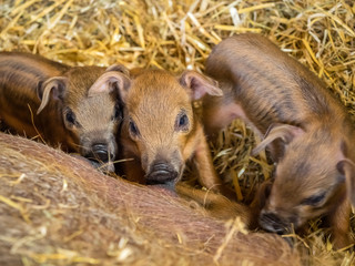 Newborn baby pigs sucking milk from hog