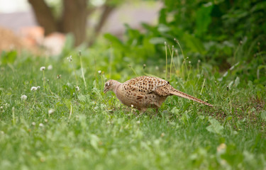 pheasant walks on a clearing in the forest.