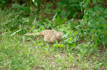 pheasant walks on a clearing in the forest.