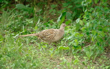 pheasant walks on a clearing in the forest.