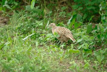 pheasant walks on a clearing in the forest.