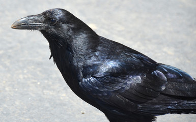 The American crow (Corvus brachyrhynchos) is a large passerine bird species of the family Corvidae. It is a common bird found throughout much of North America.  © Daniel Meunier