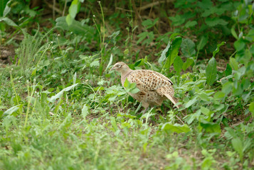 pheasant walks on a clearing in the forest.