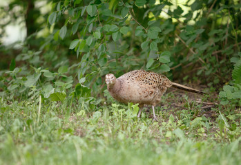 pheasant walks on a clearing in the forest.