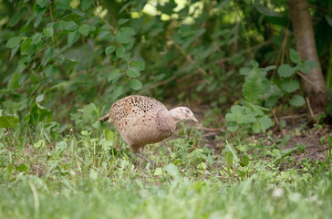 pheasant walks on a clearing in the forest.