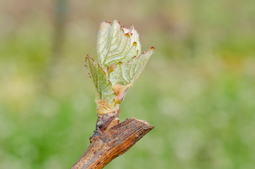 New shoot of a grapevine. New life in spring. Springtime in vineyard.