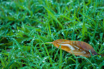 Green grass with dew, nature with copy space using as background or wallpaper