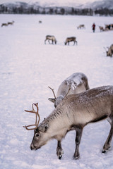 Herd of reindeers looking for food in snow