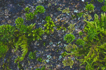 Obraz na płótnie Canvas Moss and lichen on a rock form an abstract pattern. Suitable as decoration in wellness areas and spa