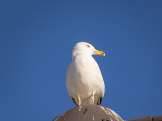 White seagull - blue sky background