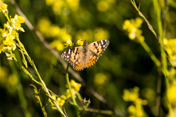 Monarch Butterfly Sitting in a Field of Wild Flowers 13