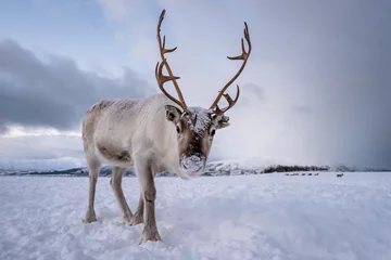 Door stickers Reindeer Portrait of a reindeer with massive antlers