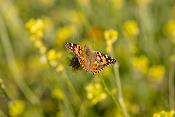 Monarch Butterfly Sitting in a Field of Wild Flowers 04