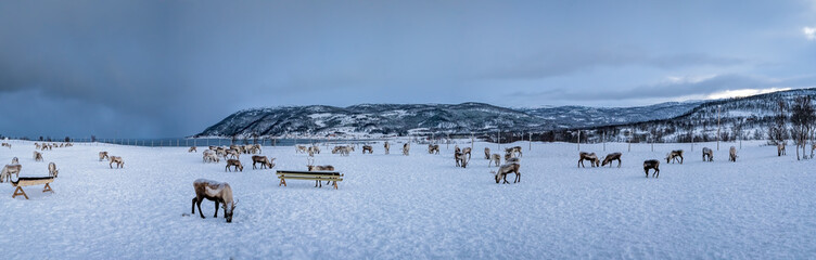 Panorama of mountain winter landscape with Reindeers