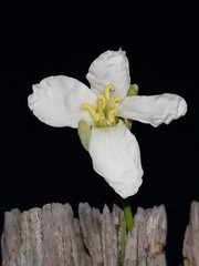 Flor de berza, brassica oleracea viridis