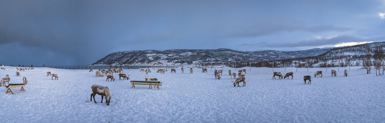 Panorama of mountain winter landscape with Reindeers