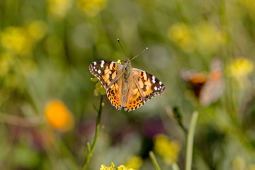 Monarch Butterfly Sitting in a Field of Wild Flowers 01
