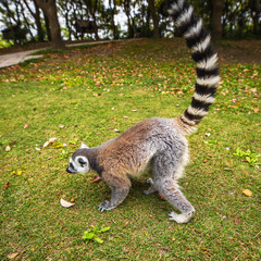 Lemur in wild at tropical park.