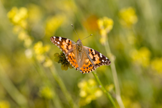 Monarch Butterfly Sitting in a Field of Wild Flowers 03