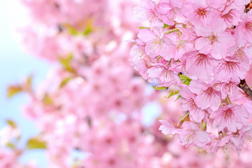 桜の開花イメージ