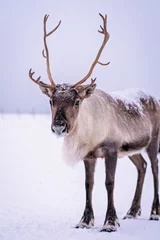 Photo sur Plexiglas Renne Portrait d& 39 un renne aux bois massifs