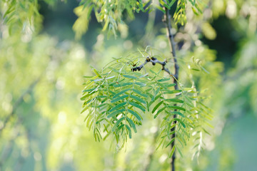 Green Mesquite tree leaves close up in spring morning light, native Texas plant in landscape.