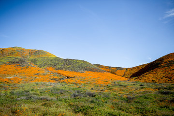 Orange Poppy Fields in Full Bloom 01